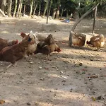 Гостевой дом Finca Los Pinos